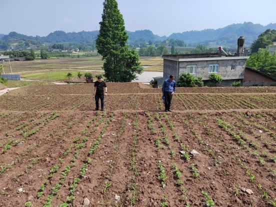 岳普湖县农业农村局新项目推动农业现代化，乡村振兴再添动力